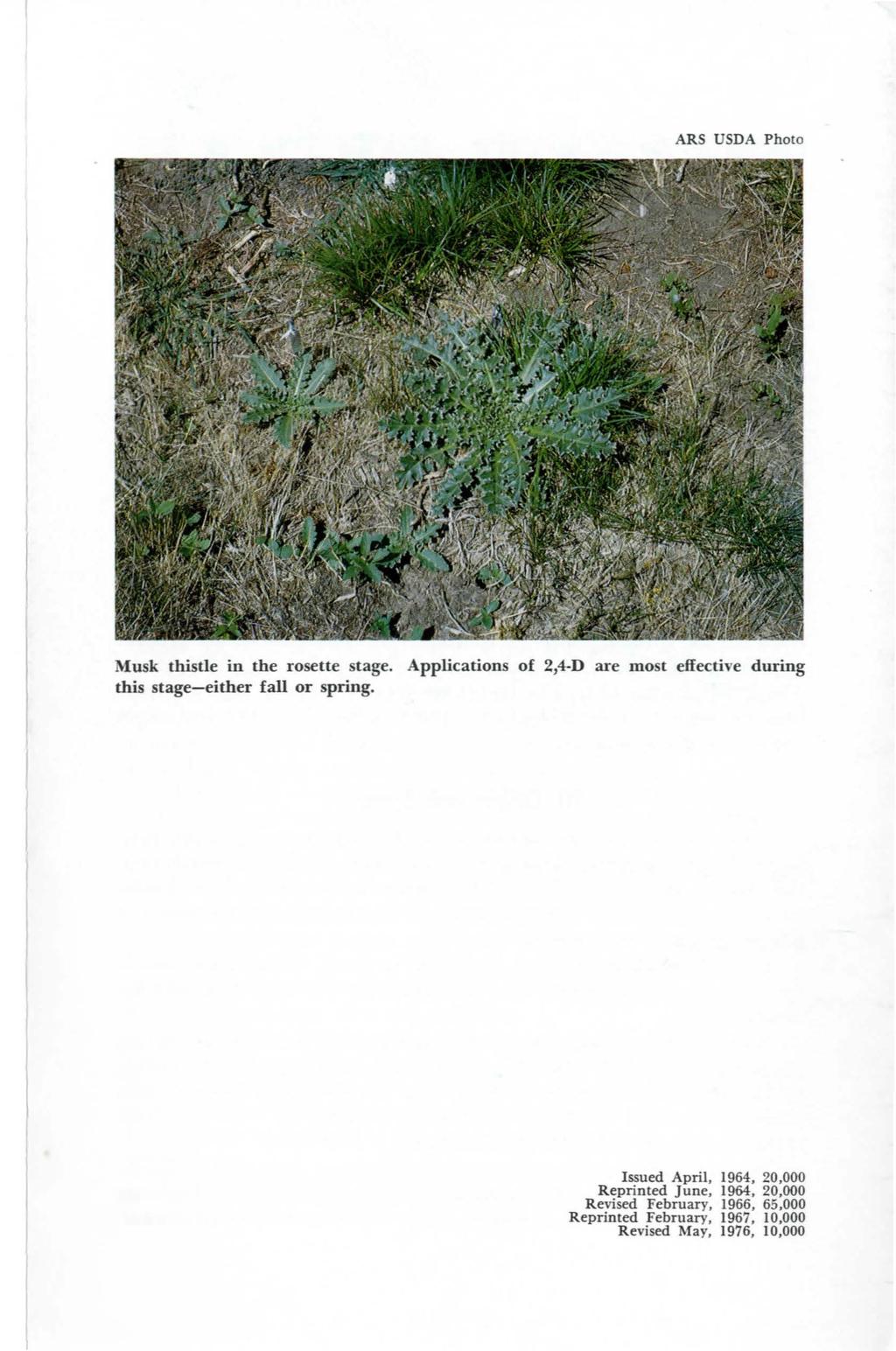 ARS USDA Photo Musk thistle in the rosette stage. Applications of 2,4-D are most effective during this stage-either fall or spring.