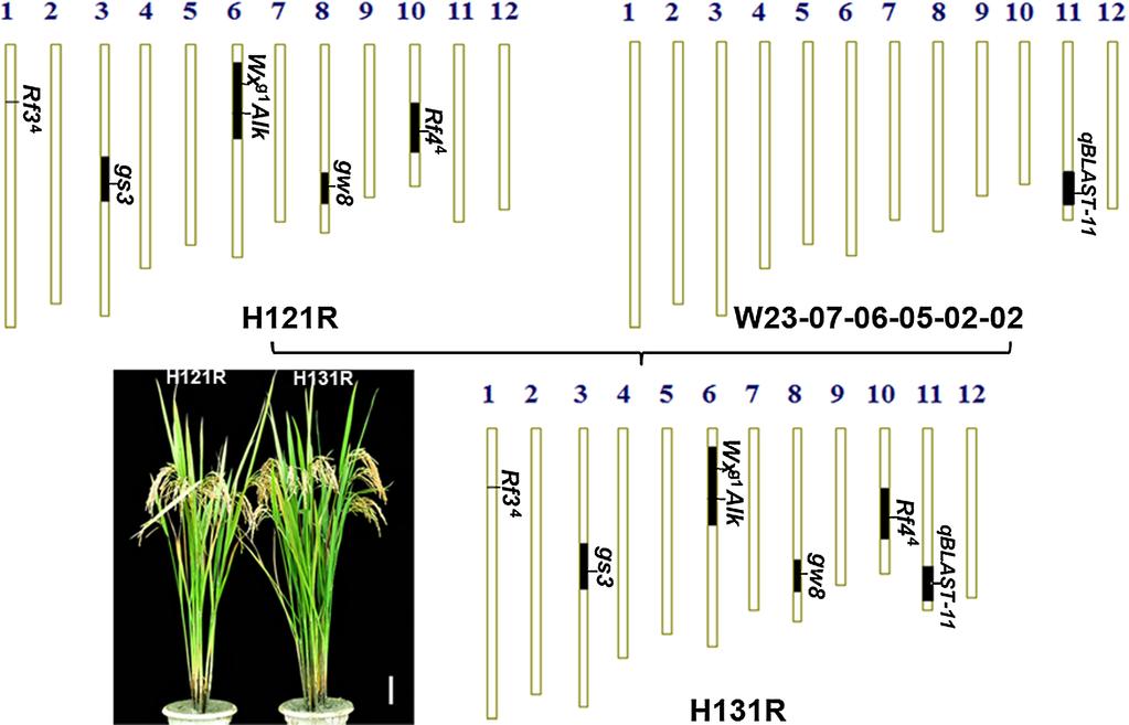 Breeding Science BS Vol. 66 No. 5 Table 2. Comparison of some agronomic traits in HJX74, H121R and H131R Trait HJX74 H121R H131R Plant height (cm) 89.7 ± 1.5 90.3 ± 1.3 ns 89.2 ± 0.