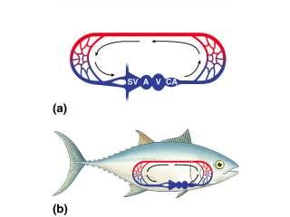 450 mya Vertebrates: Fish Characteristics body structure bony & cartilaginous