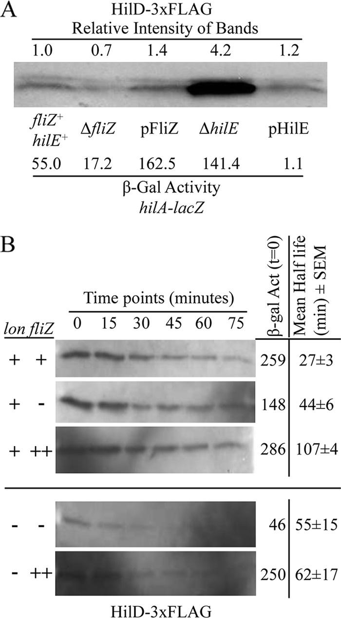 VOL. 192, 2010 FliZ REGULATES HilD PROTEIN ACTIVITY 6267 FIG. 6. HilD protein levels in relation to FliZ and HilE.