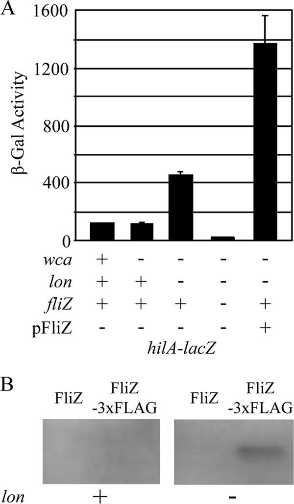 (A) HilD protein levels in stationary-phase cells. The strains were grown under SPI1-inducing conditions with 0.4 g/ml tetracycline.