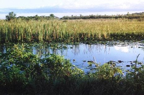 Marsh A marsh is a type of freshwater, brackish water or saltwater wetland that is