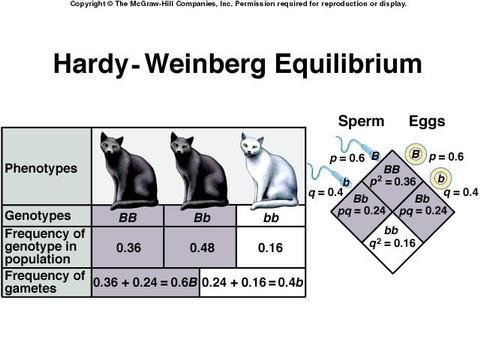 p + q = 1 and p 2 + 2pq + q 2 = 1 Hardy Weinberg Math Hardy and Weinberg used equations to calculate the amount of alleles that were in a population The number of Homozygous dominant (RR) = p 2 The