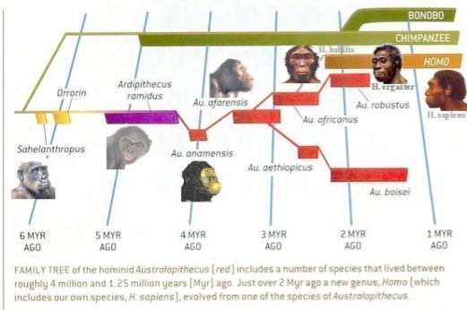 For example: We did NOT evolve from chimps (or apes) but