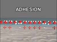 ADHESION ALSO