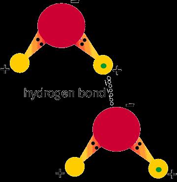 HYDROGEN BONDS EXIST BETWEEN WATER MOLECULES Formed between a