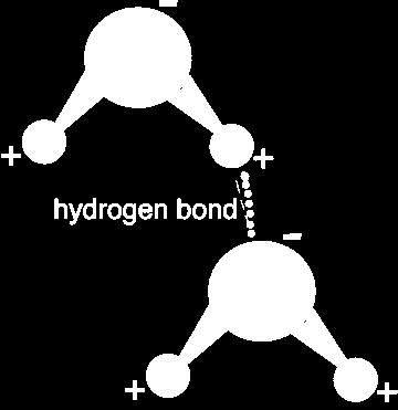 molecule and a partially positive hydrogen from another water