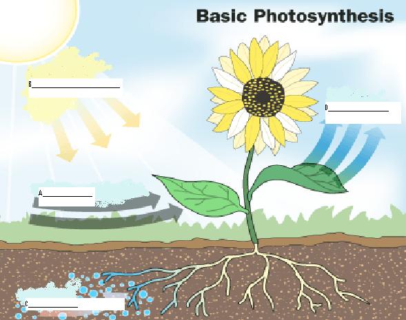 Label the above diagram wherever you see arrows with the following molecules/energy: water, CO 2, O 2, light energy. 6. What is the equation for photosynthesis? 7.