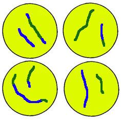 ~ Telophase II - nuclear envelope forms around each set of chrom.