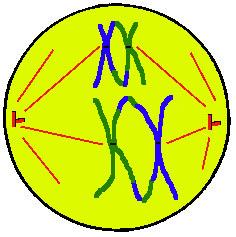 ~ Metaphase I - spindle fibers move homologous chrom.