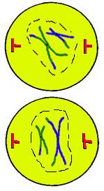 Now we have 2 cells with 1/2 the # of chromosomes.