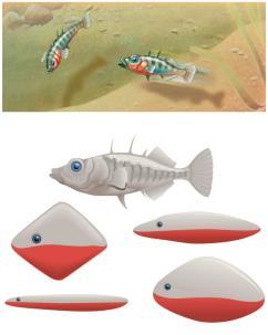 1. Stimulus and Response Fixed Action Patterns One of Tinbergen s studies involved the response of male stickleback fish to a sensory stimulus RED: male sticklebacks have red bellies