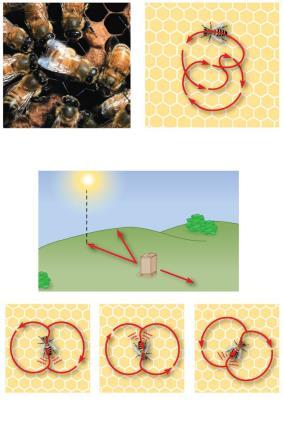 Dance Language in Honeybees In response to discovering a food source, a honeybee will dance in particular patterns upon returning to the hive to communicate multiple things regarding the location of