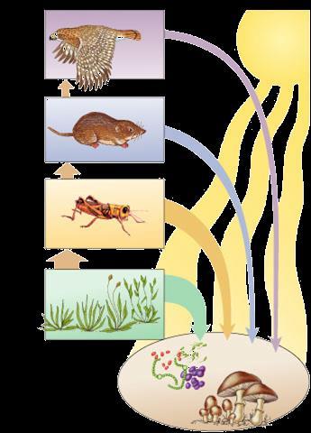 carnivores Food Chains Trophic levels feeding relationships start with energy from the sun