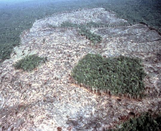 Deforestation loss into surface