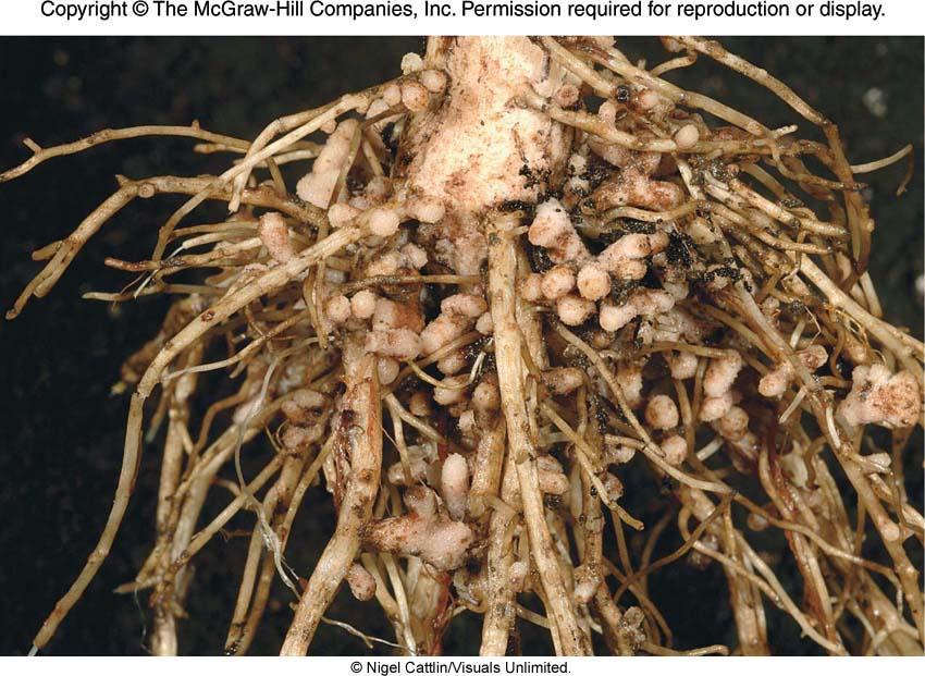 Root nodules on a bean plant Members of the bean family (legumes)