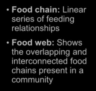 Chains and Webs Food chain:
