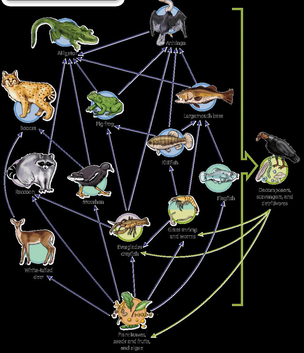 relationships Food web: Shows