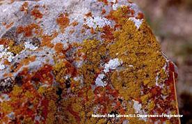species benefit Lichen: a symbiotic relationship between a fungus and a photosynthetic partner, such as an alga
