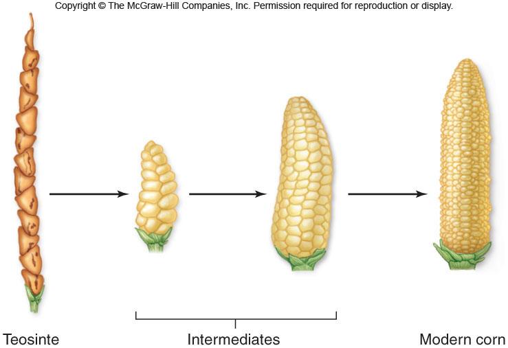 Artificial Selection Agriculture Corn