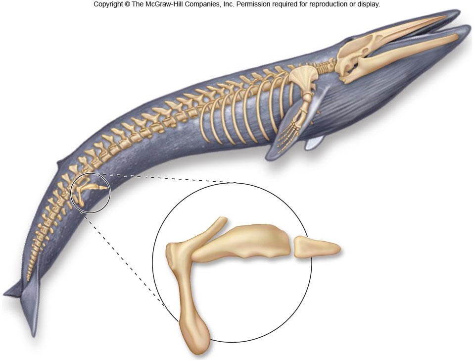 Anatomical Evidence for Evolution Vestigial structures: have no apparent function,