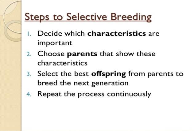 Selective breeding the breeding of parent organisms by man to produce desired traits in the next generation.