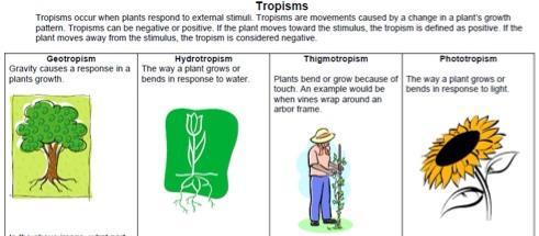 Plant Behavioral Adaptations Examples Only This information will be tested in Unit 4.2b so you don t need to memorize for this test.