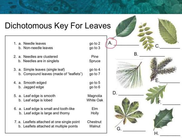 stems, leaves, flowers, seeds) are used to classify plants using dichotomous keys.