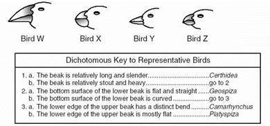 Animal Dichotomous Keys - Animal structures (appendages, beaks, etc.