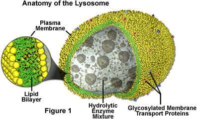 Lysosomes Small, round structures which contain chemicals to break down certain