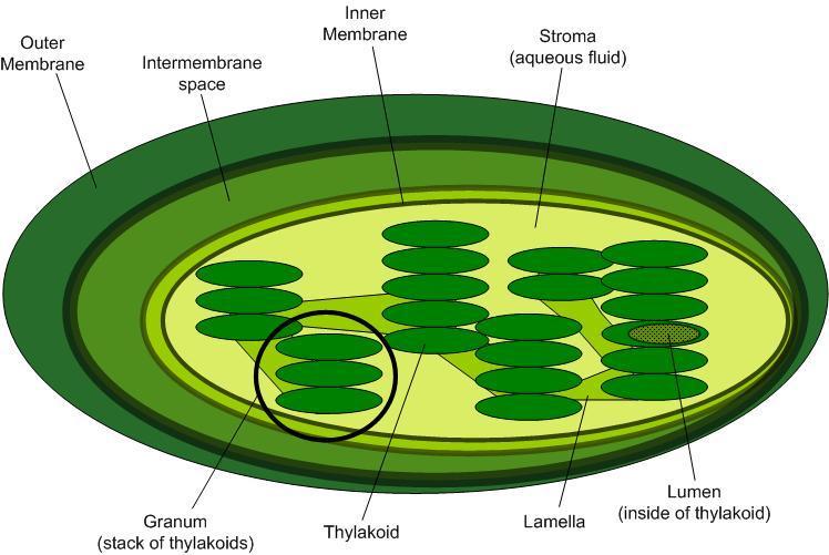 Seriously a chloroplast is for.