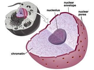 the nucleus