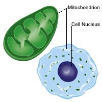 Mitochondria These