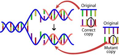 Mutations Random changes in the DNA sequence of an