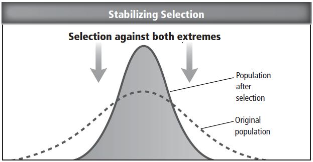 Types of Natural Selection Stabilizing Removes organisms with extreme forms of a trait Most