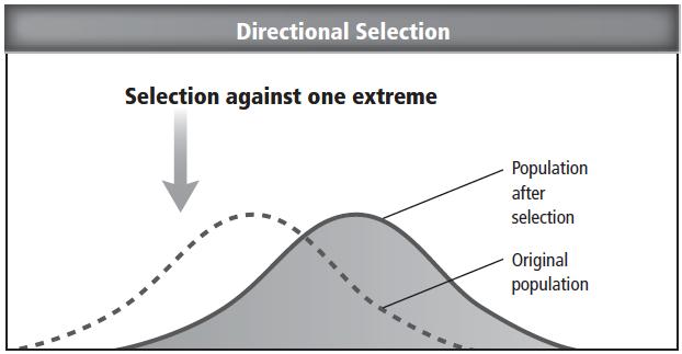 Types of Natural Selection Directional Favors one of the extreme forms of