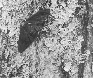 Types of Natural Selection Directional Example: Peppered Moths Before the industrial revolution,