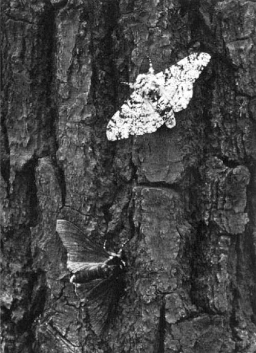 bark found on most trees Pollution from the industrial revolution turned the tree bark a dark