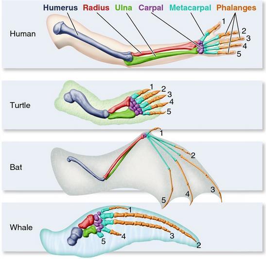 Homologies Anatomical Homologous Structures Inherited from a common ancestor