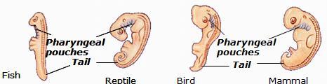 Homologies Developmental embryology The embryos of a fish, reptile, bird, AND mammal all have A notochord A