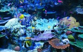 Organisms that inhabit coral reefs