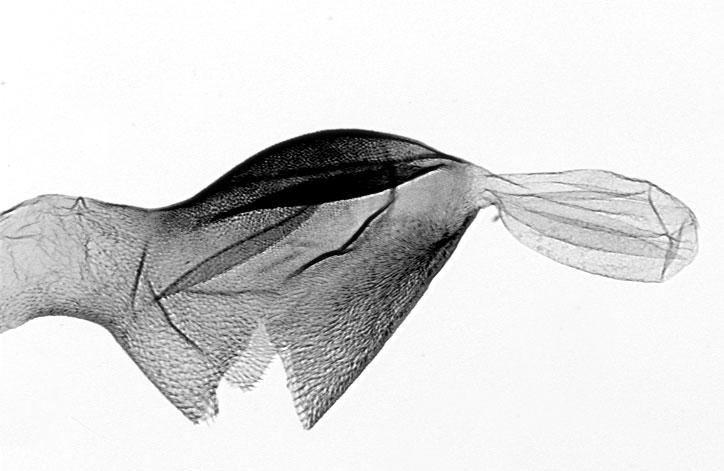 Corpus bursae of the European Scoparia subfusca Haworth, 1811