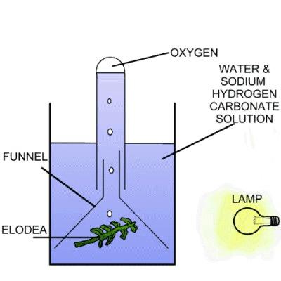 Copy this heading Activity 12 The effect of carbon dioxide concentration on the rate of photosynthesis Look at the equipment shown in the diagram below.