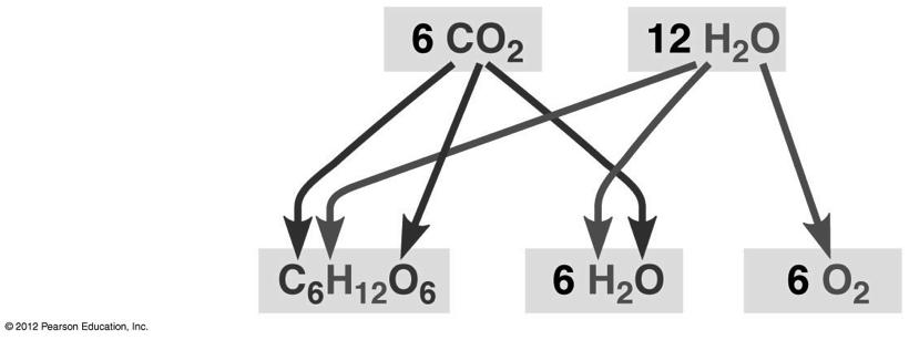 Photosynthesis Reactions * * * Exp.1: 6 CO 2 + 12 H 2 O + Light C 6 H 12 O 6 + 6 H 2 O + 6 O 2 * * Exp.