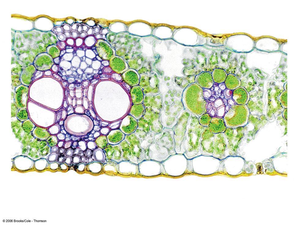 C4 Plants upper epidermis mesophyll cell