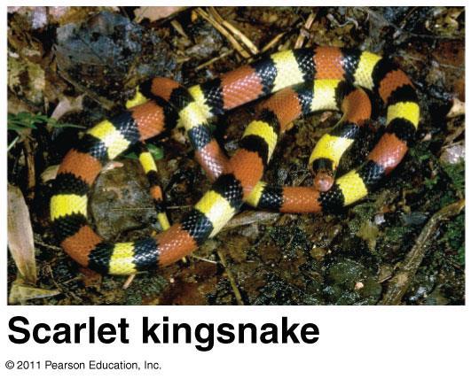 In this case study Mimicry in king snakes is examined