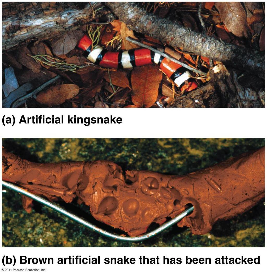To test this mimicry hypothesis researchers made hundreds of artificial snakes, an
