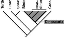 Linnaean Categories Kingdom, Phylum, Class Convey information about relative position of taxa (rank) in taxonomic hierarchy Categorical assignments of taxa are by themselves insufficient to