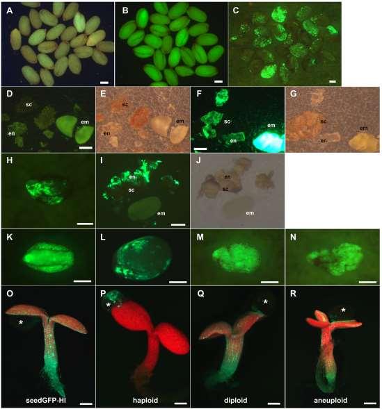 Supplementary Figure 3. Identification of different ploidy classes from F1 seedlings derived from SeedGFP-HI X WT.