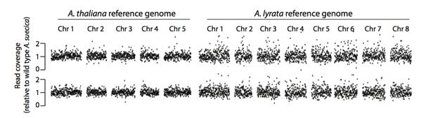 Supplementary Figure 7. Chromosome dosage analysis of A. suecica haploids using low coverage high throughput sequencing. A. suecica is an allopolyploid resulting from an ancient hybridization event between ancestral A.